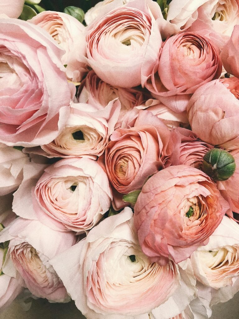 Close-up of a romantic bouquet of pink ranunculus flowers, ideal for weddings.